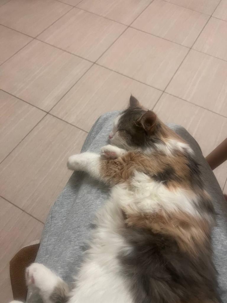 Пропала кошка в Домодедове — фото объявления