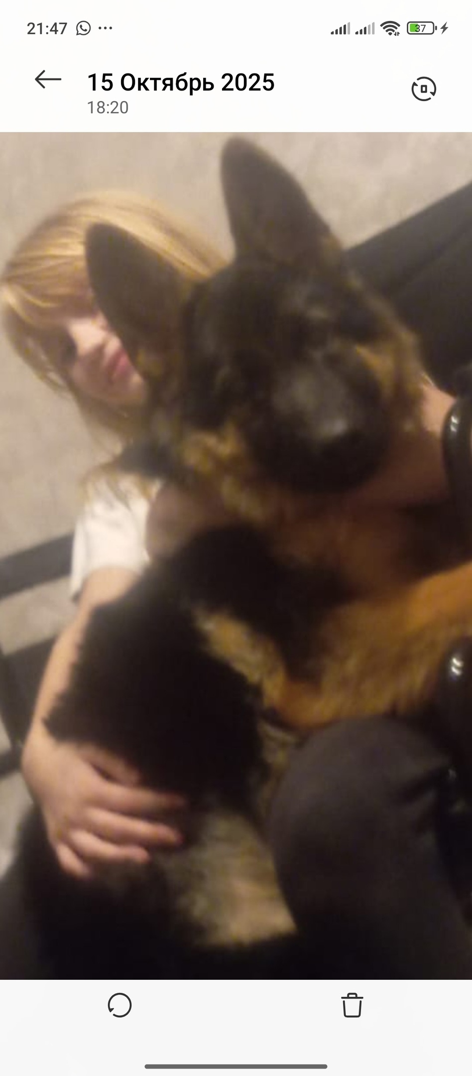 Пропала собака в Домодедове — фото объявления