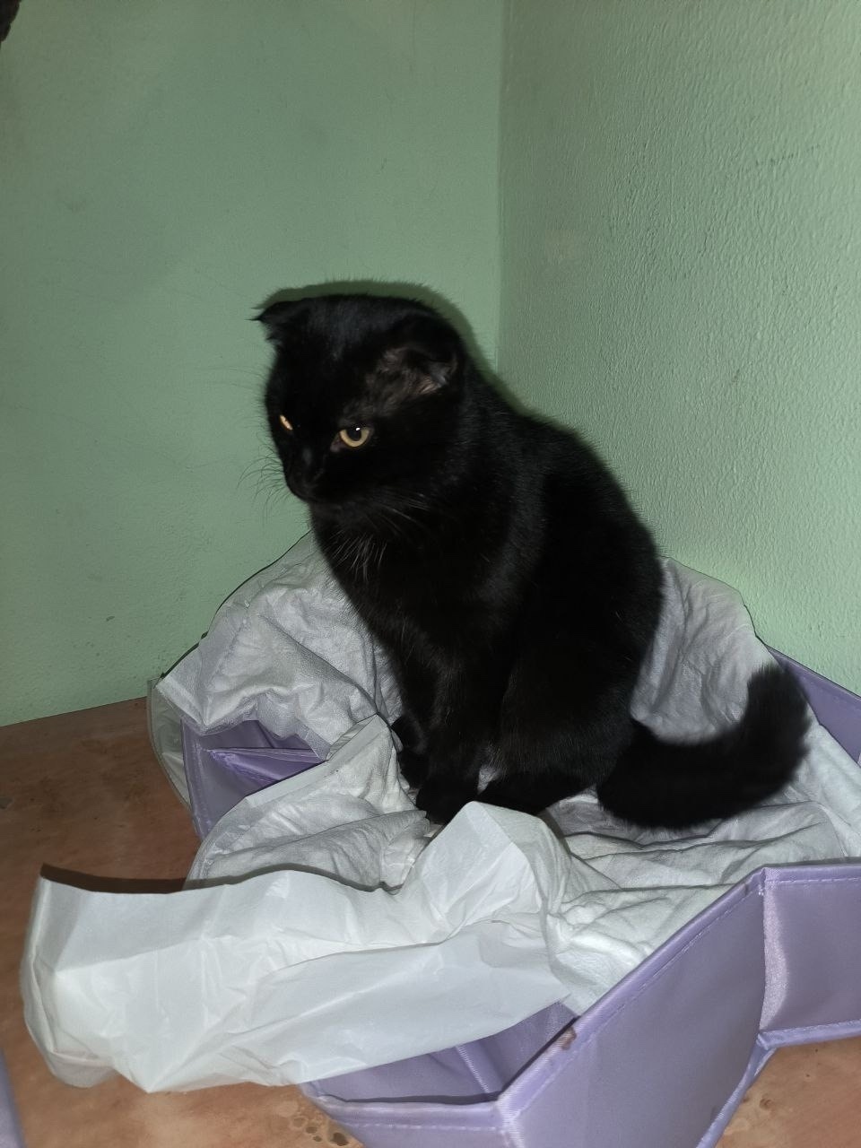 Найдена кошка в Домодедове — фото объявления