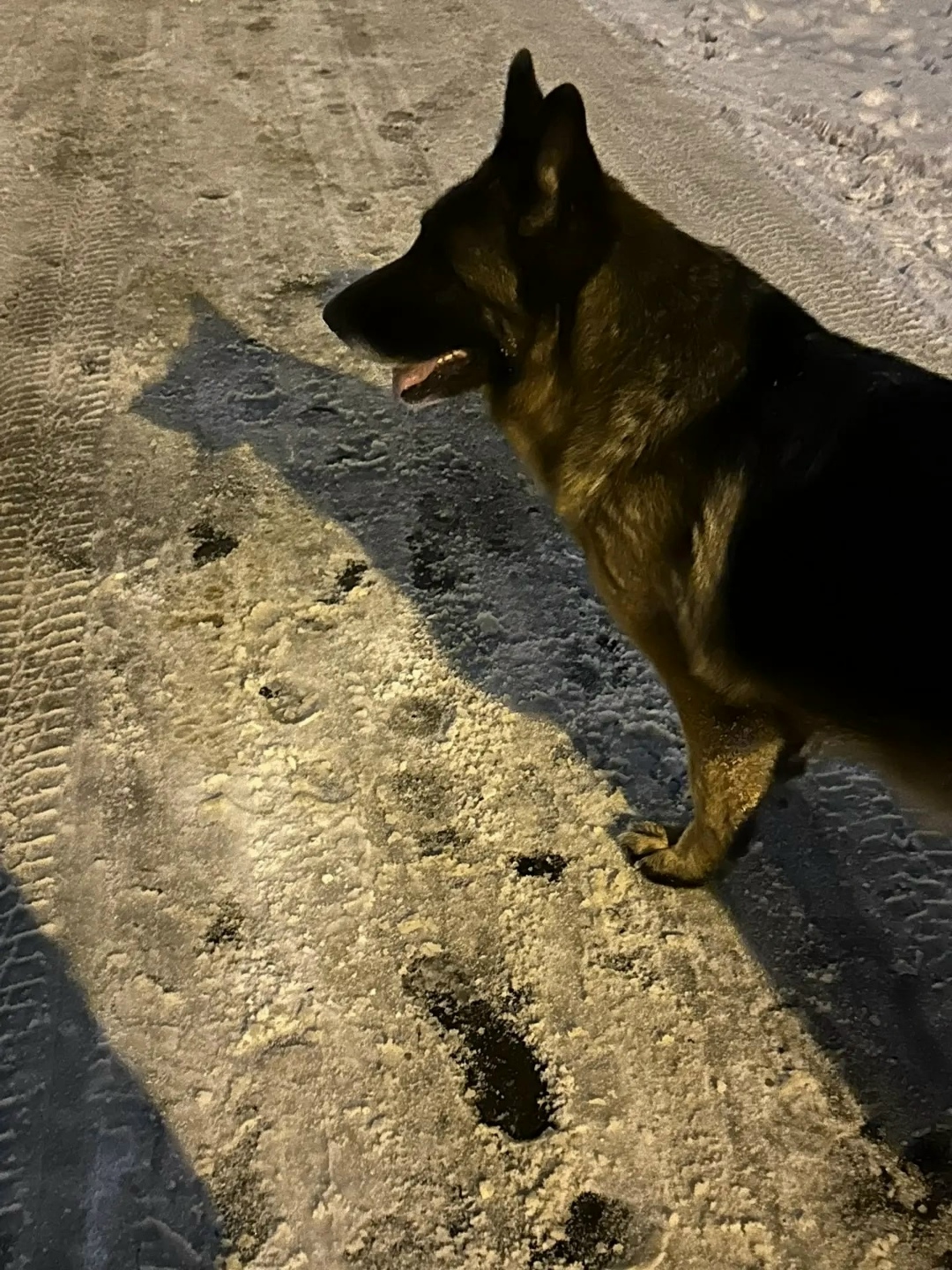 Найдена собака в Домодедове — фото объявления