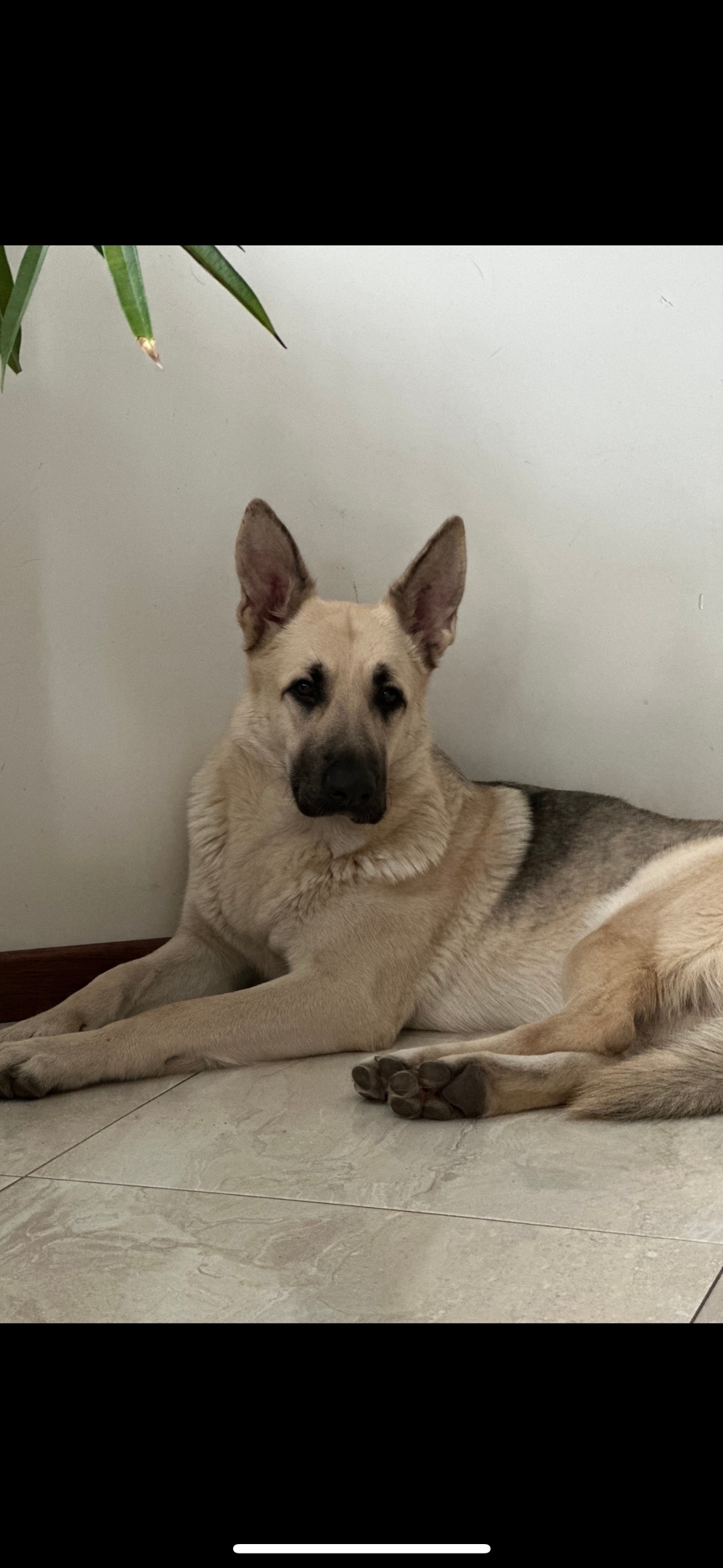 Пропала собака в Домодедове — фото объявления