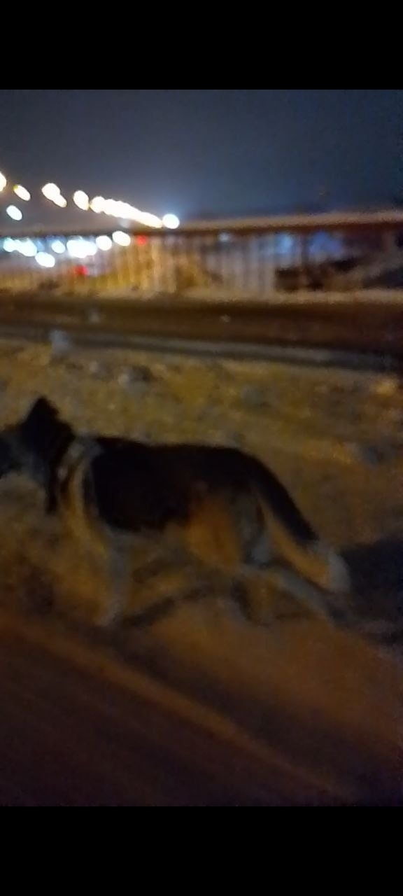 Пропала собака в Домодедове — фото объявления