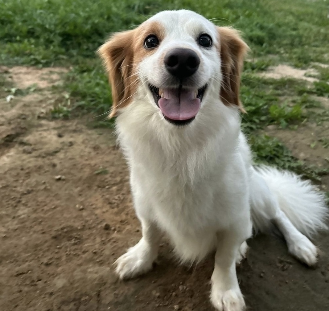 Пропала собака в Домодедове — фото объявления