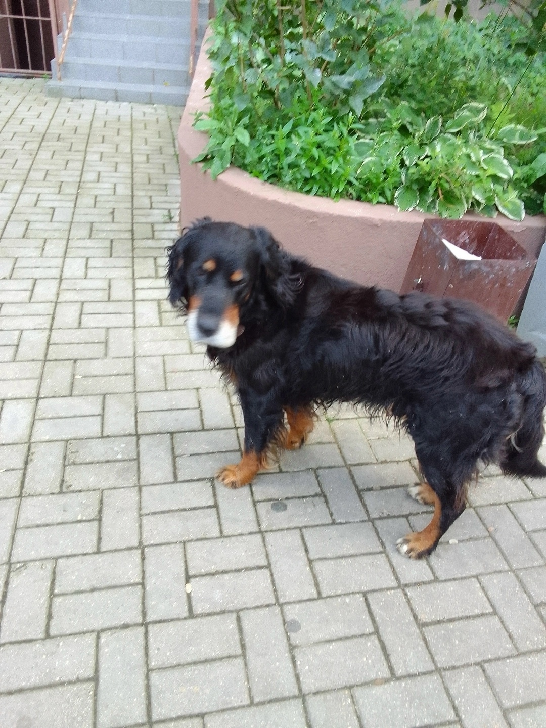 Пропала собака в Домодедове — фото объявления