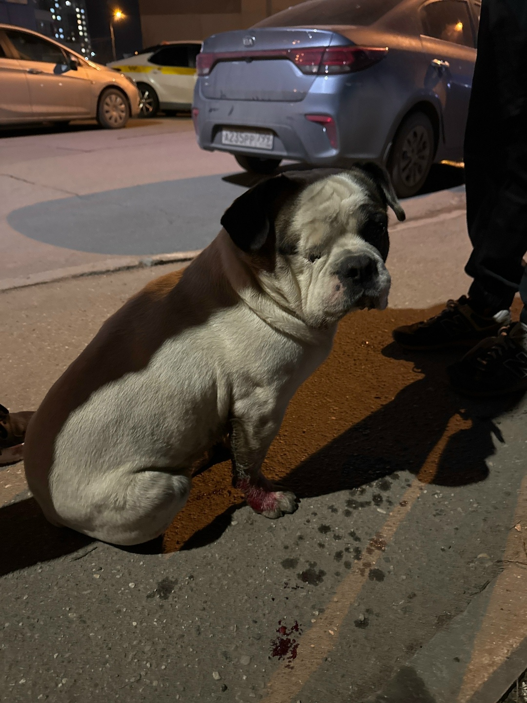 Найдена собака в Домодедове — фото объявления