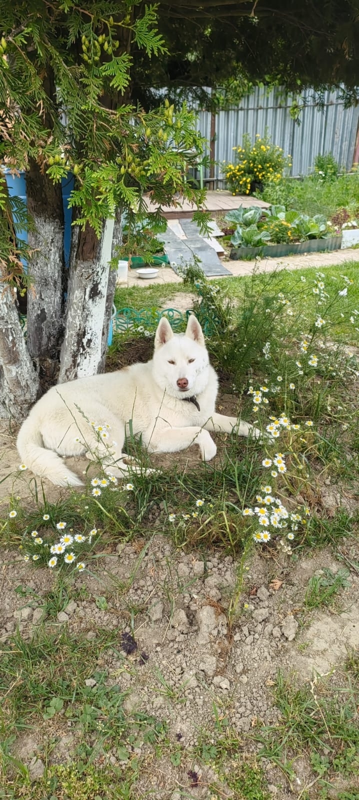 Пропала собака в Домодедове — фото объявления