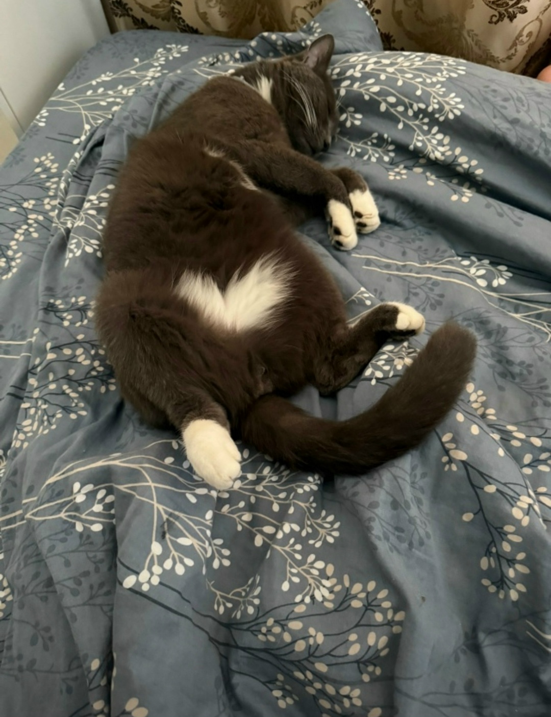 Пропала кошка в Домодедове — фото объявления