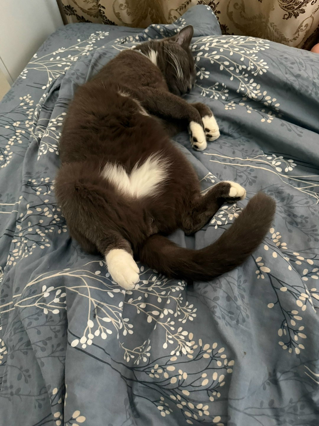 Пропала кошка в Домодедове — фото объявления