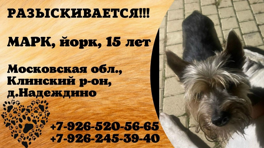 Пропала собака в Домодедове — фото объявления