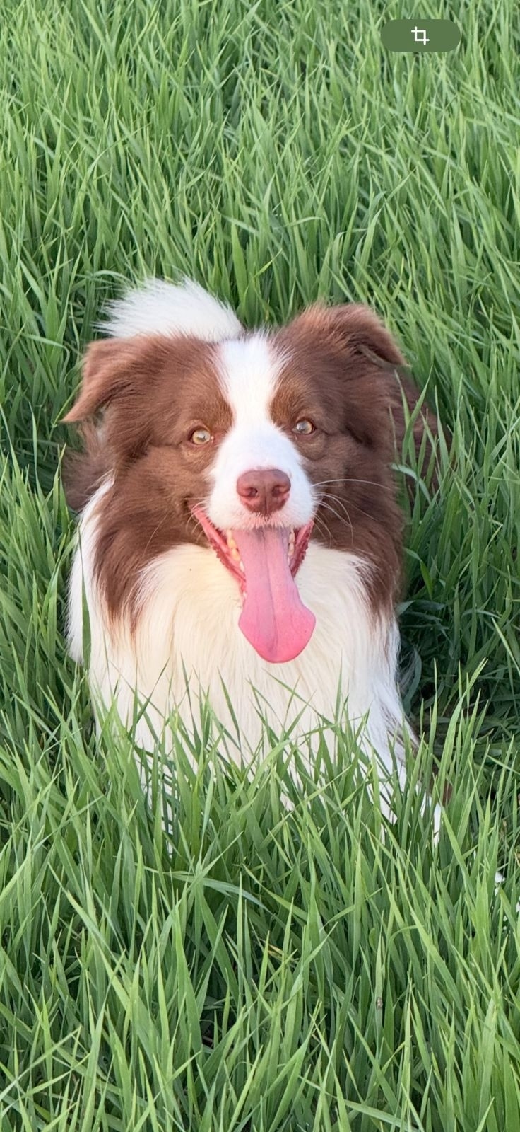 Пропала собака в Домодедове — фото объявления
