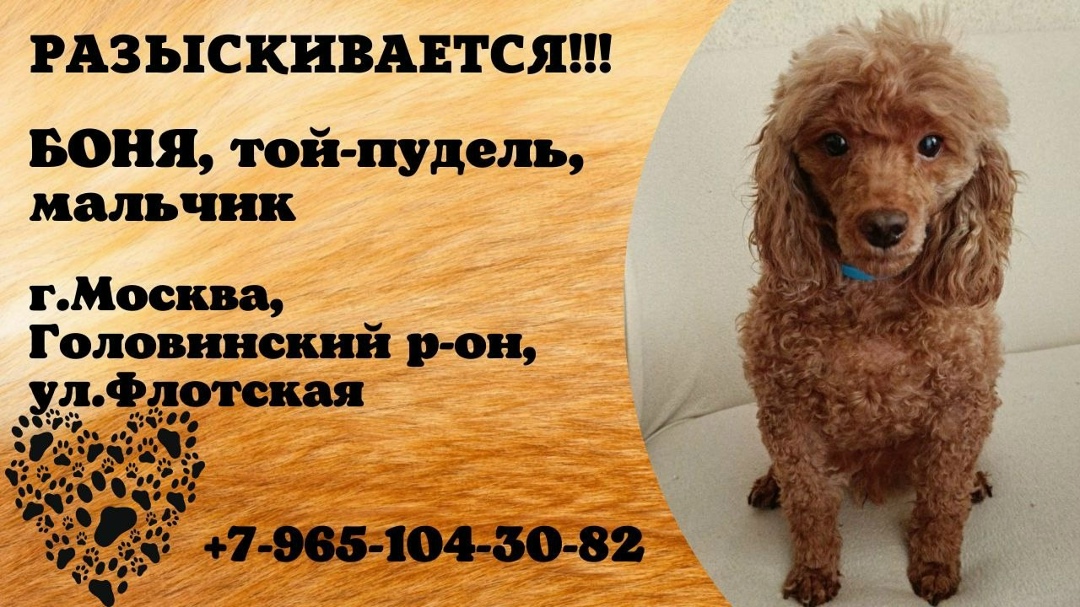 Пропала собака в Домодедове — фото объявления