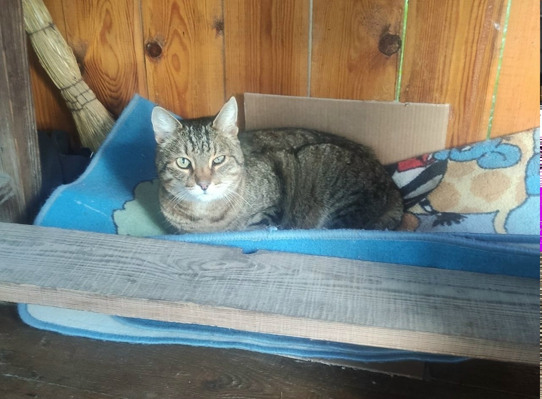 Найдена кошка в Домодедове — фото объявления