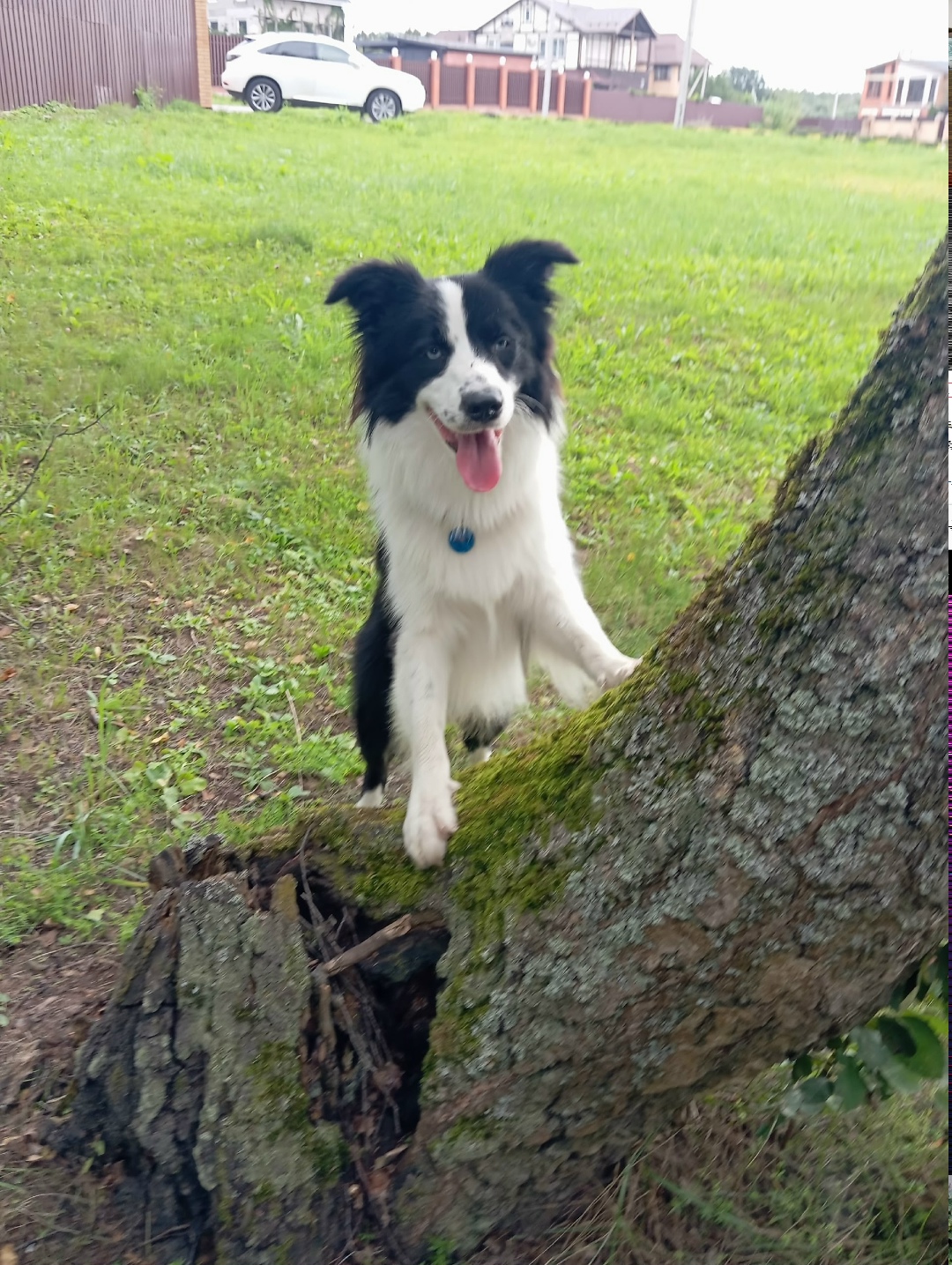 Пропала собака в Домодедове — фото объявления