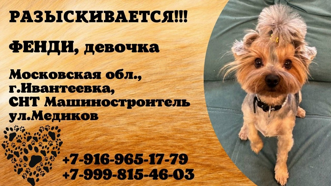 Пропала собака в Домодедове — фото объявления