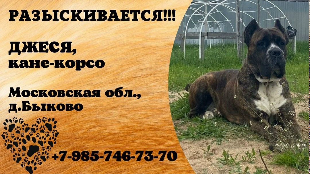 Пропала собака в Домодедове — фото объявления