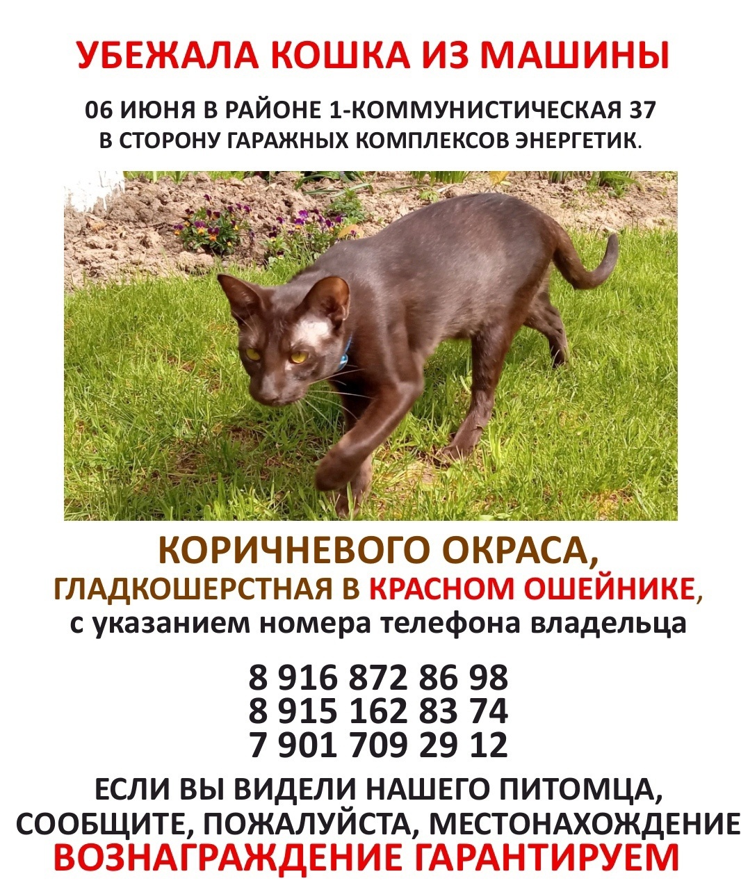 Найдена собака в Домодедове — фото объявления