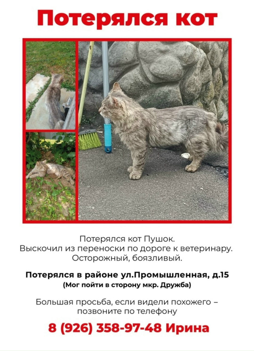 Пропала кошка в Домодедове — фото объявления