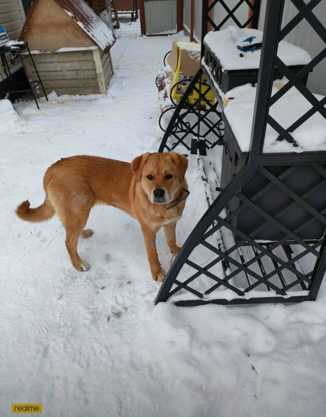 Пропала собака в Домодедове — фото объявления