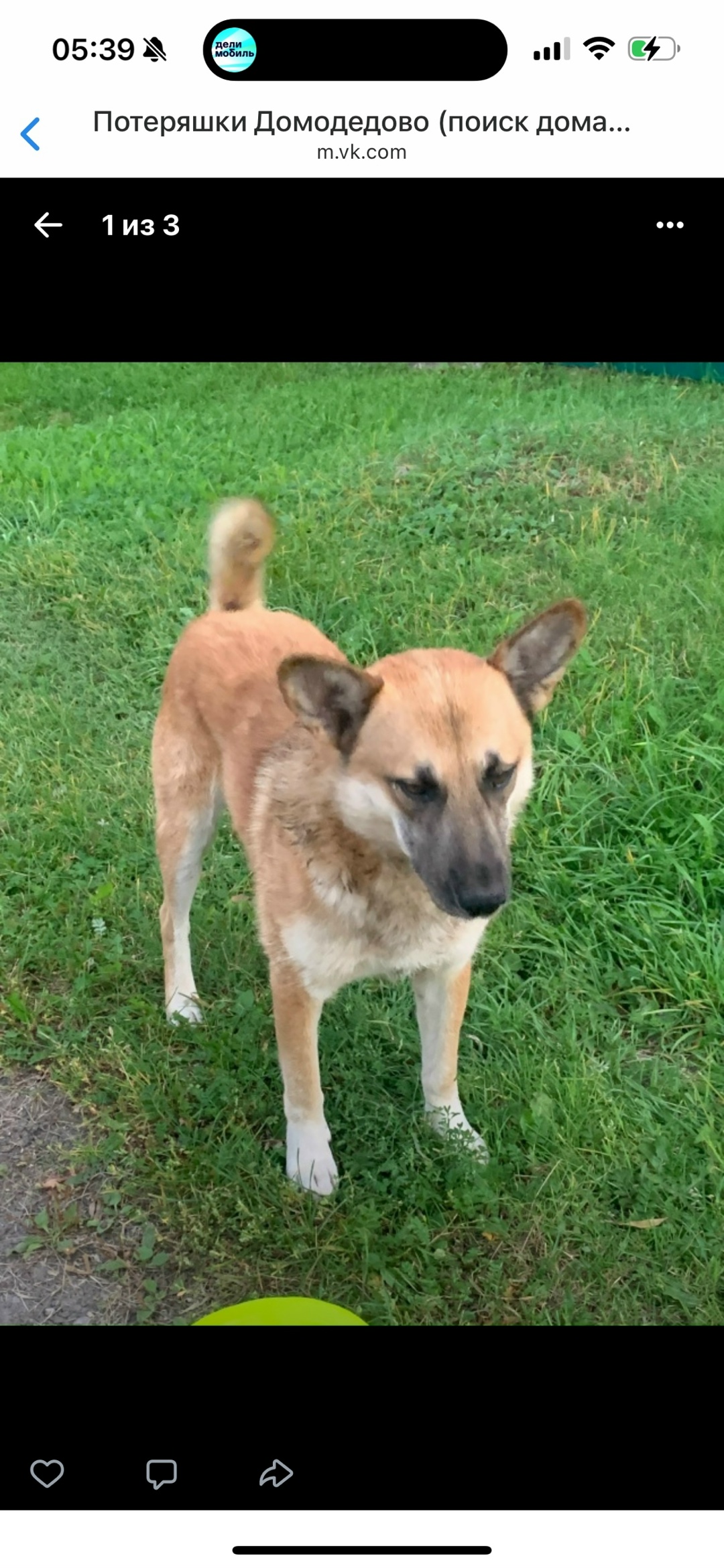 Найдена собака в Домодедове — фото объявления