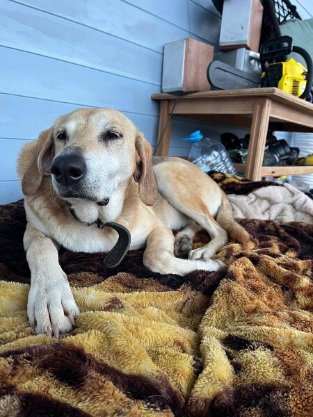 Найдена собака в Домодедове — фото объявления