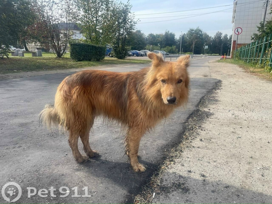 Найдена собака в Домодедове — фото объявления