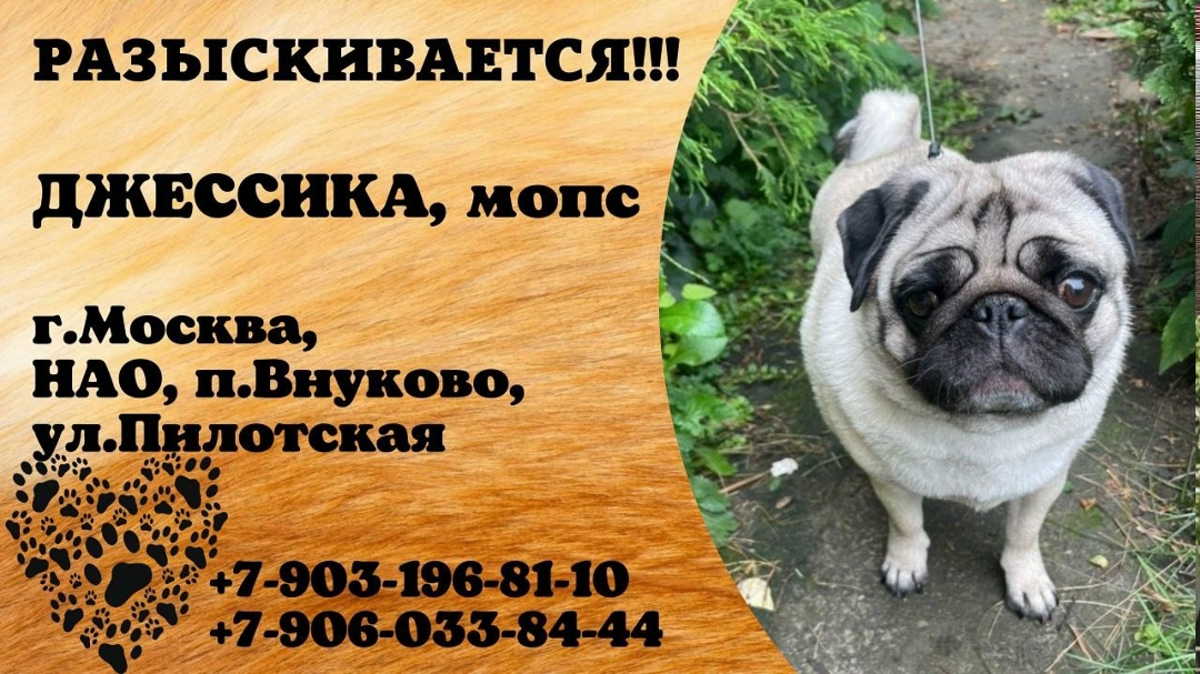 Пропала собака в Домодедове — фото объявления