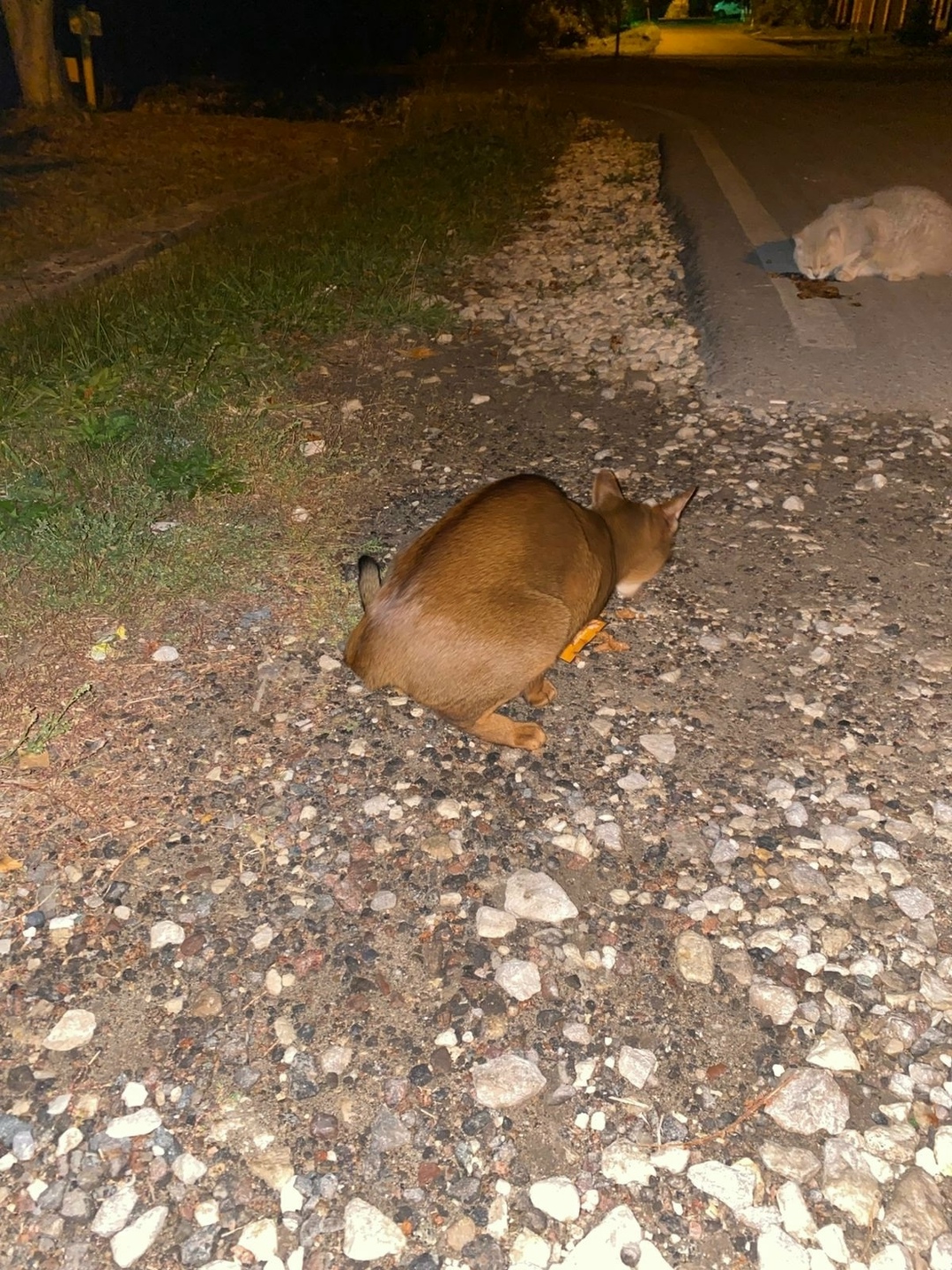 Найдена кошка в Домодедове — фото объявления