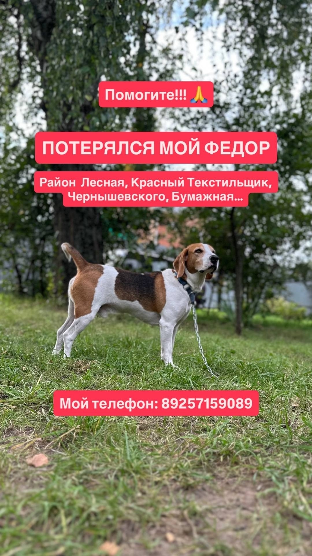 Пропала собака в Серпухове — фото объявления