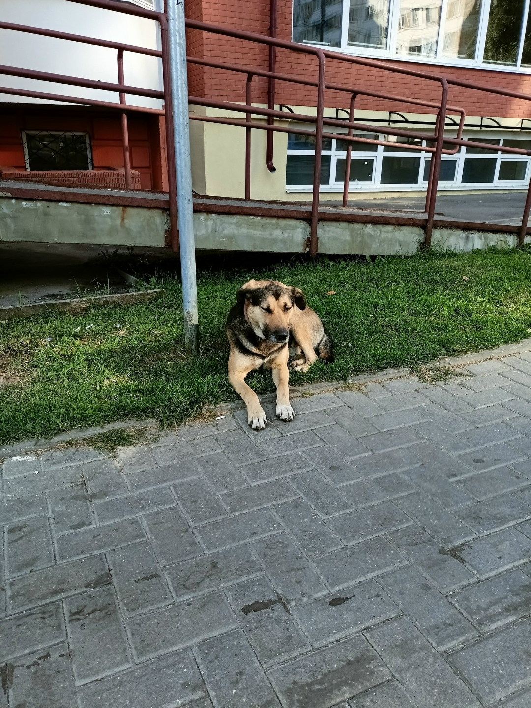 Пропала собака в Серпухове — фото объявления