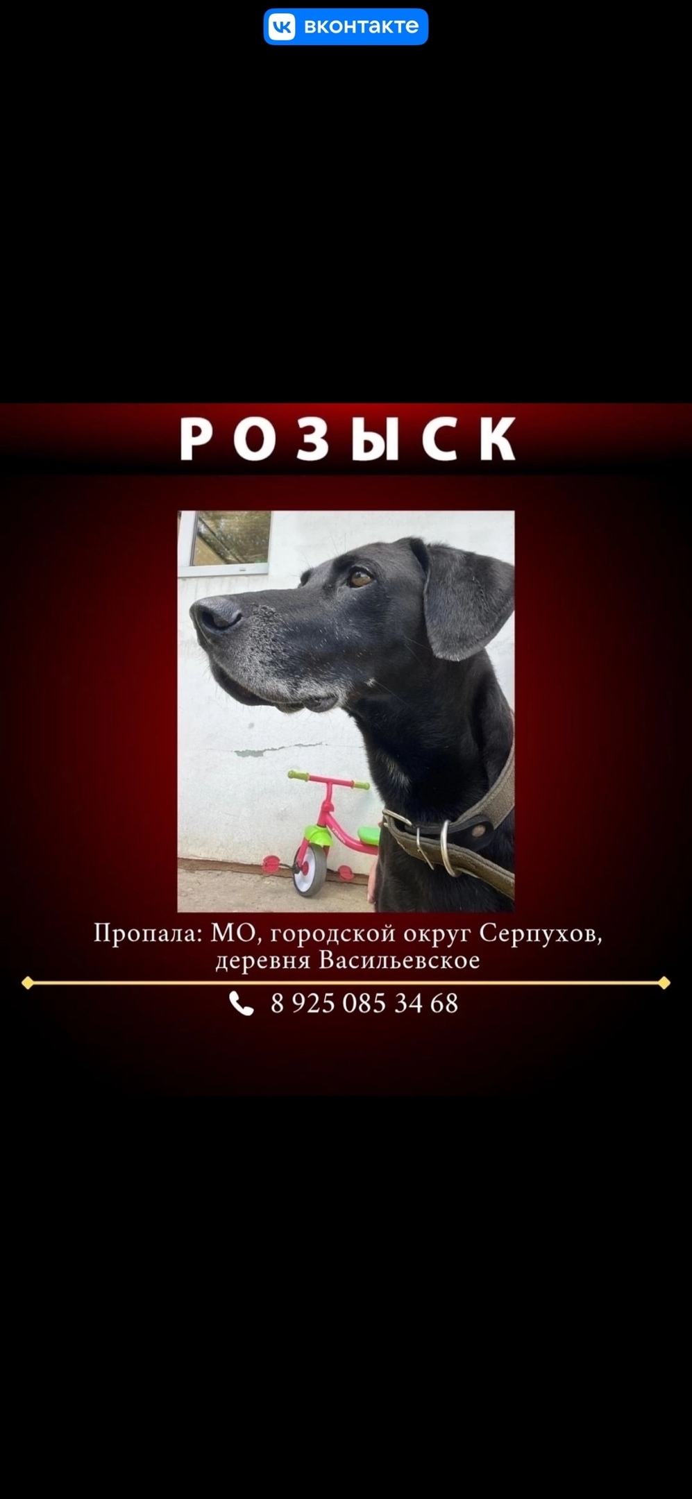 Найдена собака в Серпухове — фото объявления