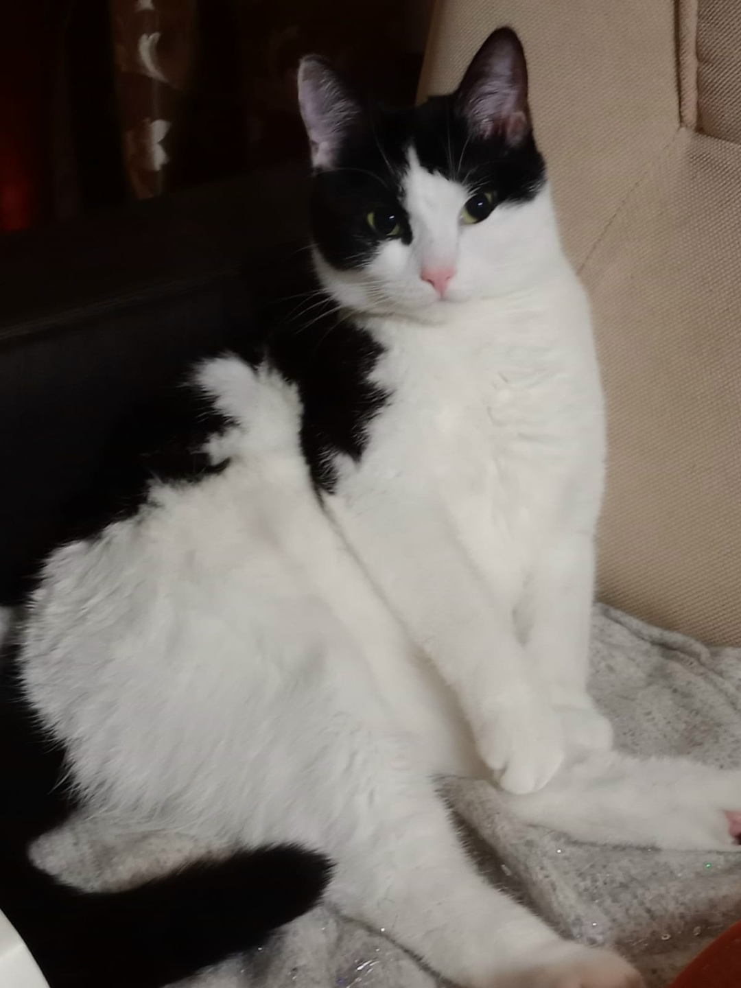 Пропала кошка в Серпухове — фото объявления