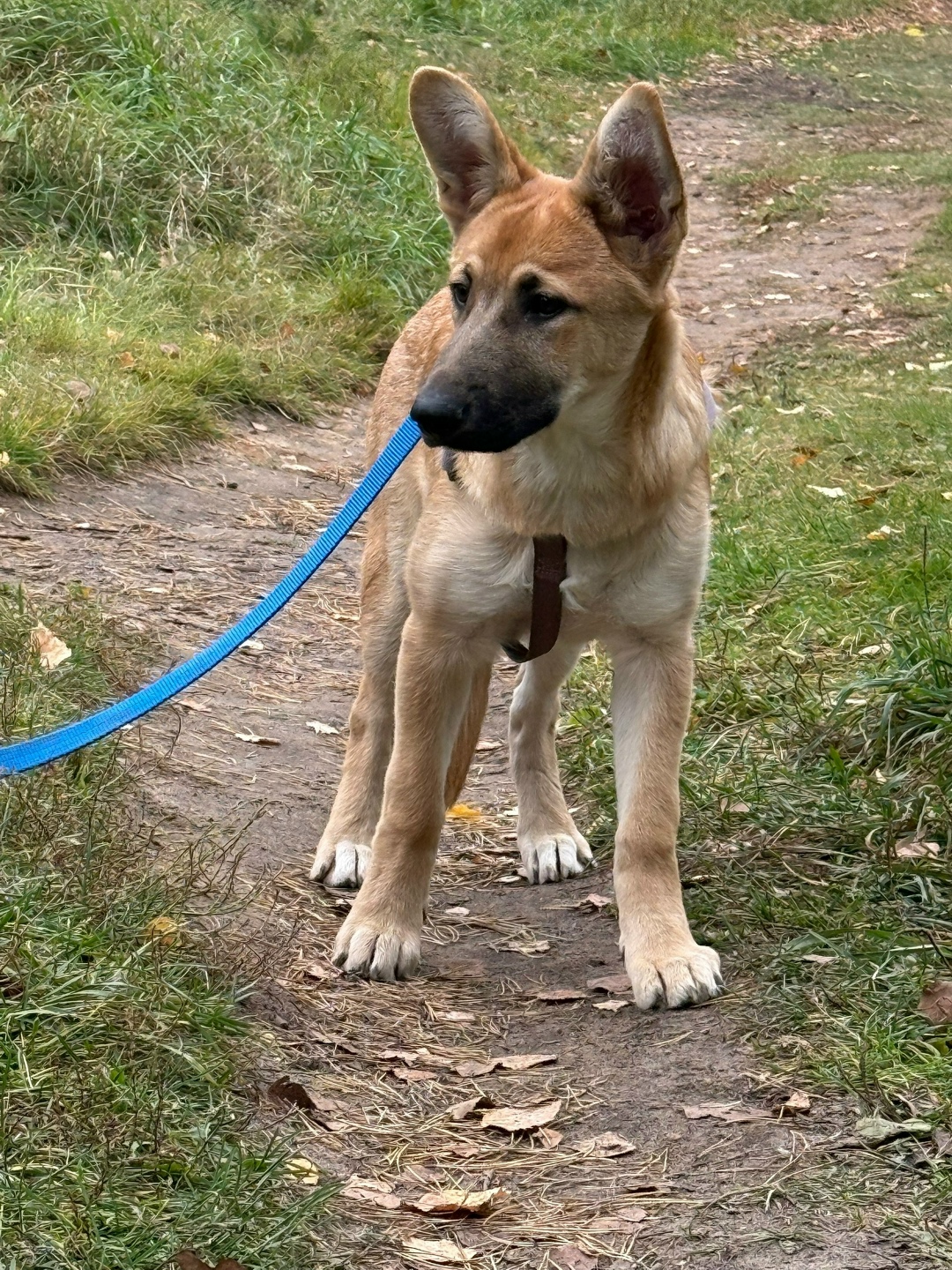 Найдена собака в Серпухове — фото объявления