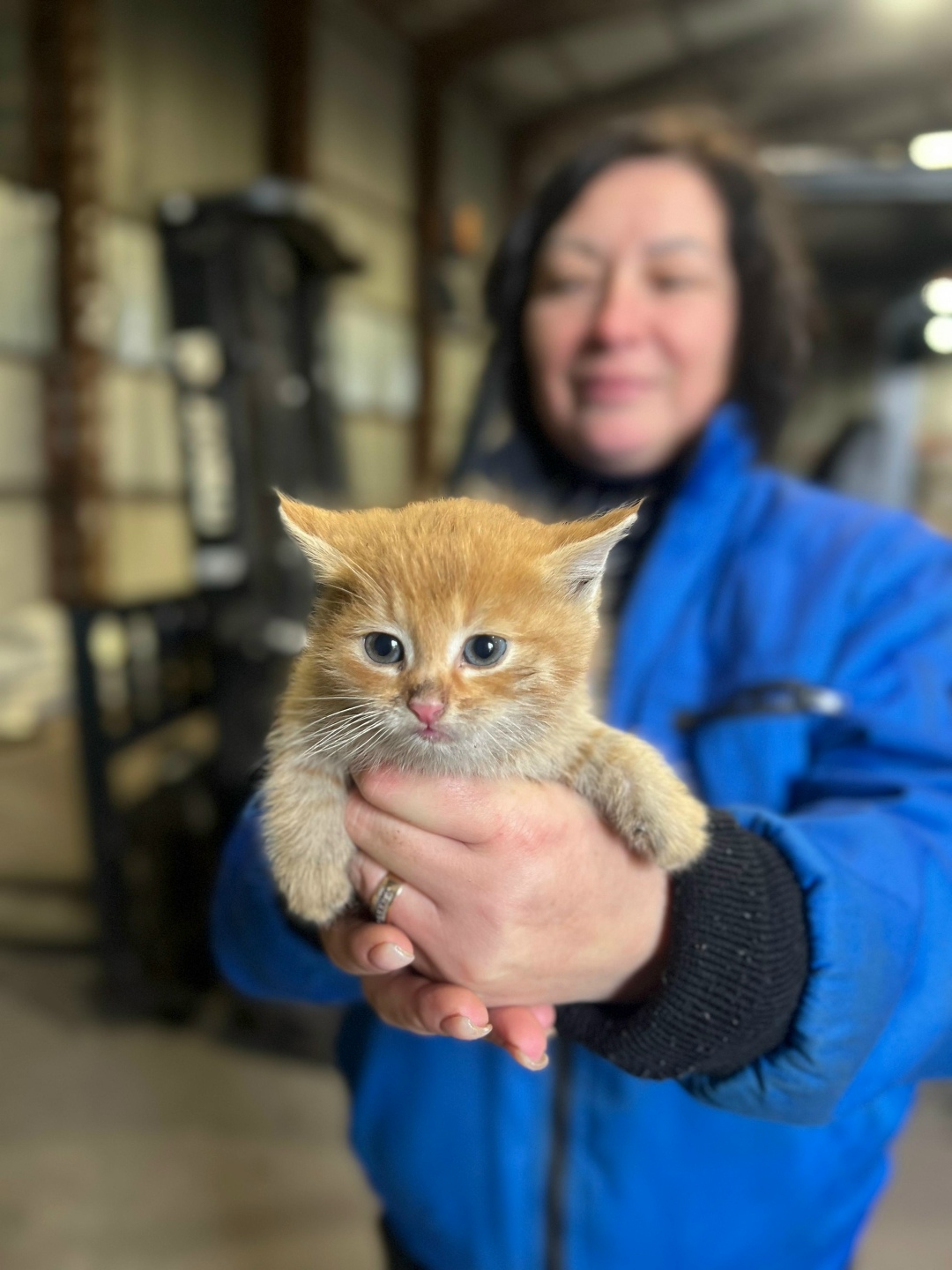 Найдена кошка в Серпухове — фото объявления