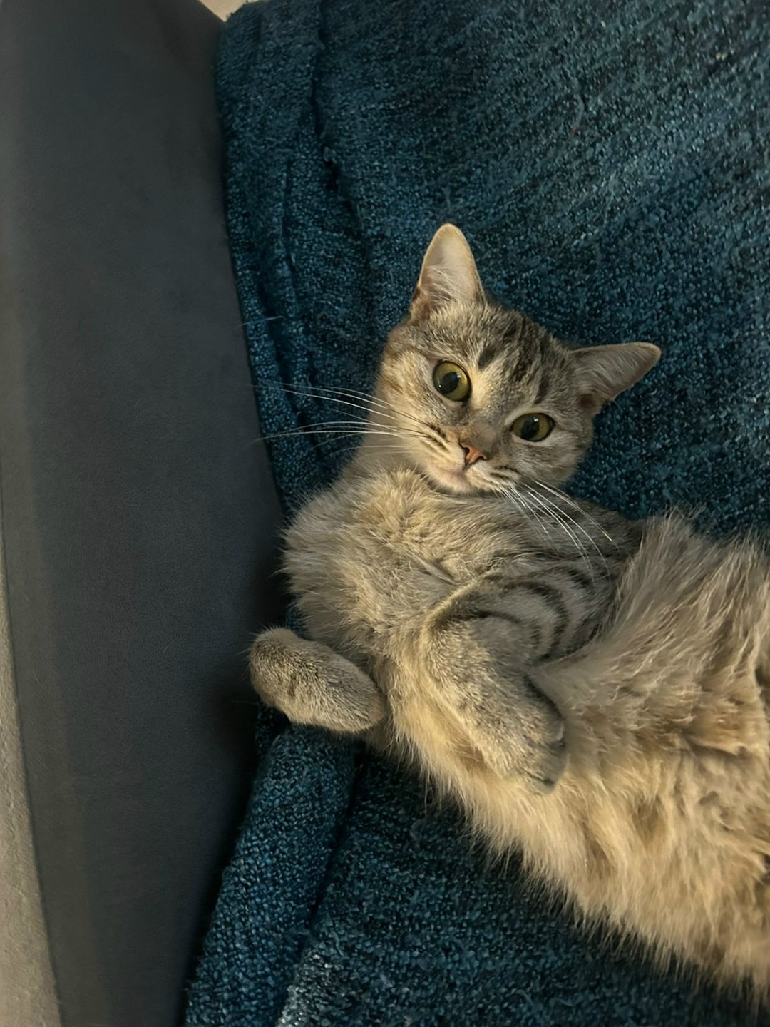 Найдена кошка в Серпухове — фото объявления