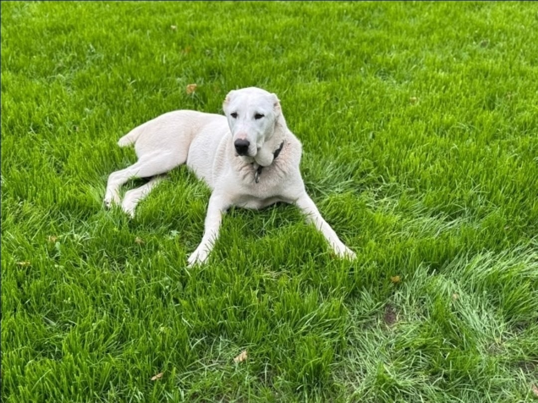 Пропала собака в Серпухове — фото объявления