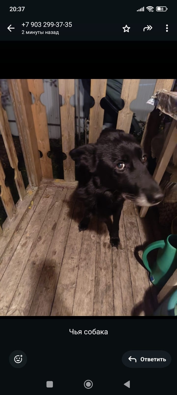 Пропала собака в Серпухове — фото объявления