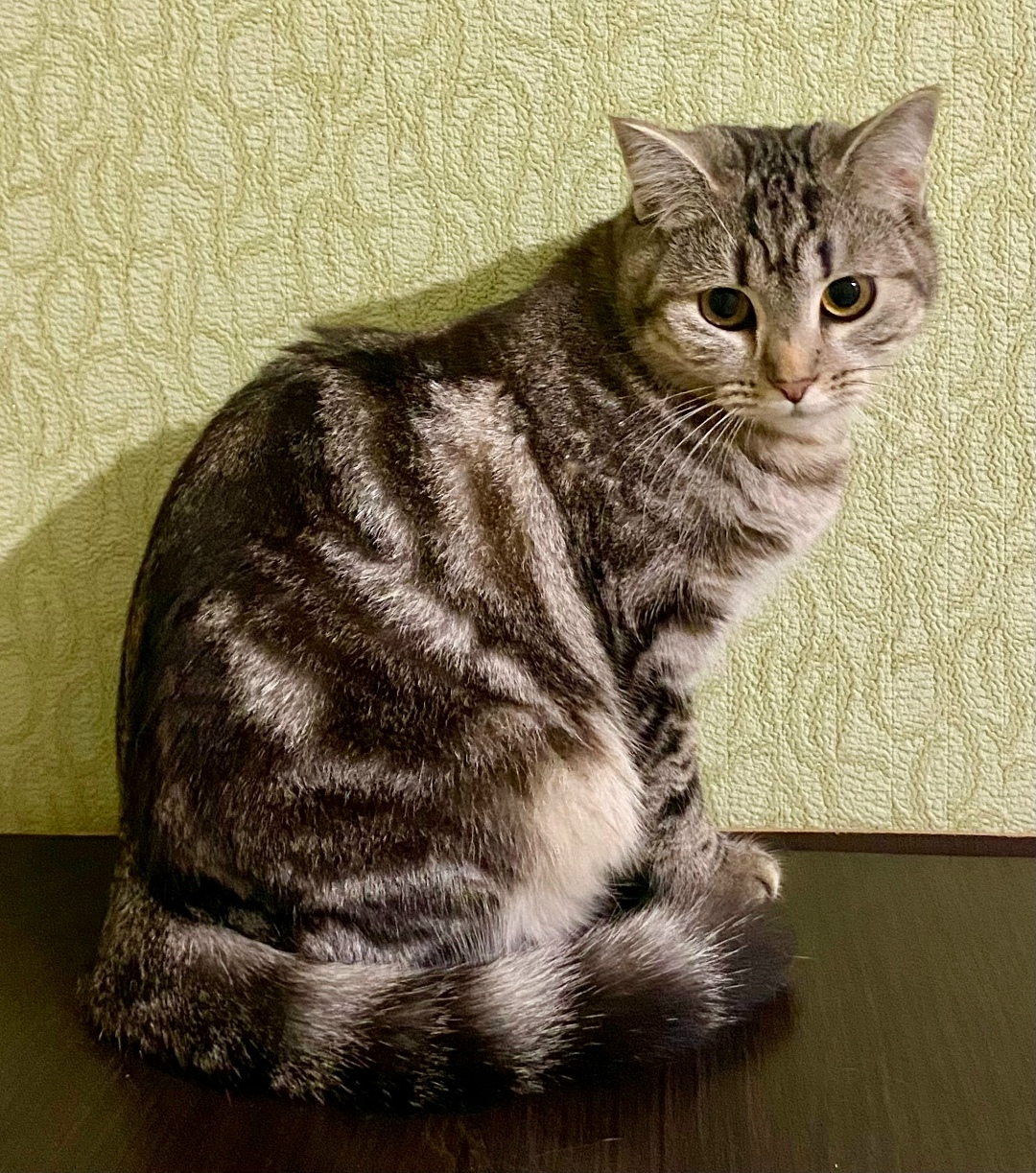 Найдена собака в Серпухове — фото объявления