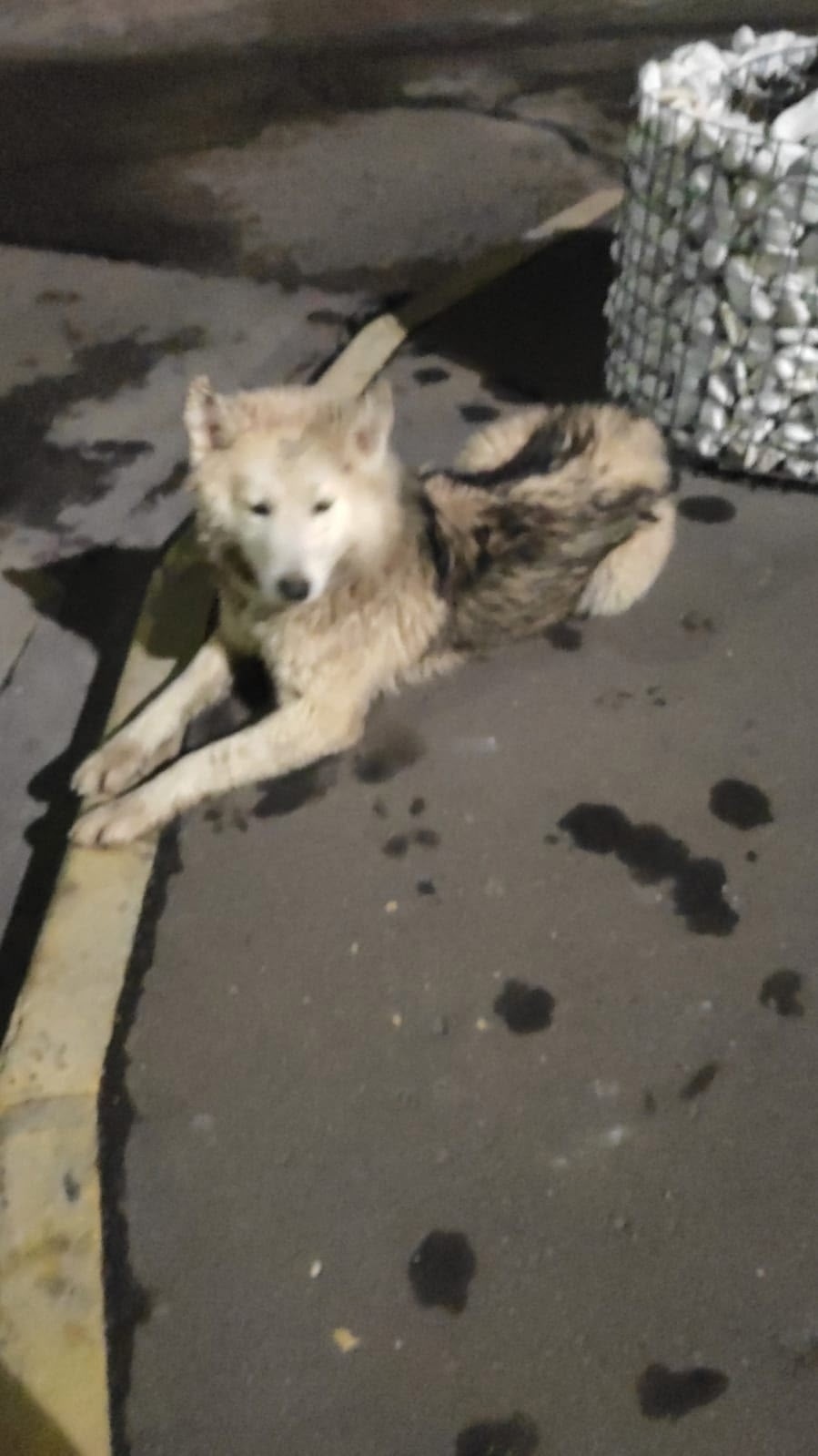 Пропала собака в Серпухове — фото объявления