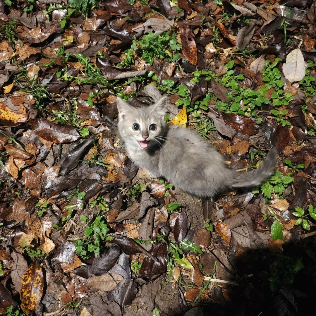 Пропала кошка в Серпухове — фото объявления