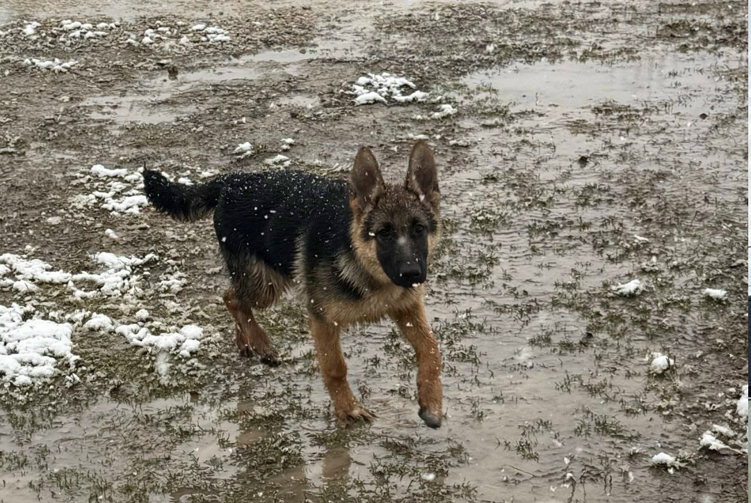 Пропала собака в Серпухове — фото объявления