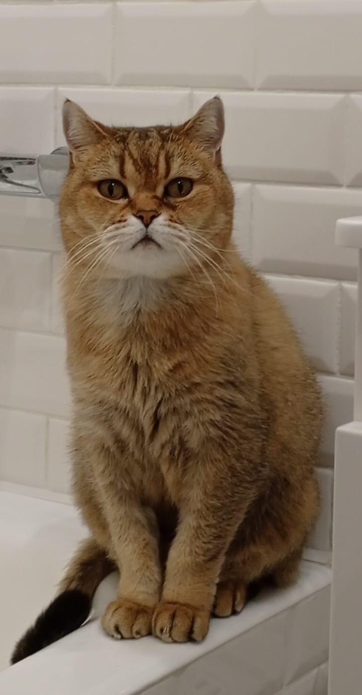 Найдена кошка в Серпухове — фото объявления