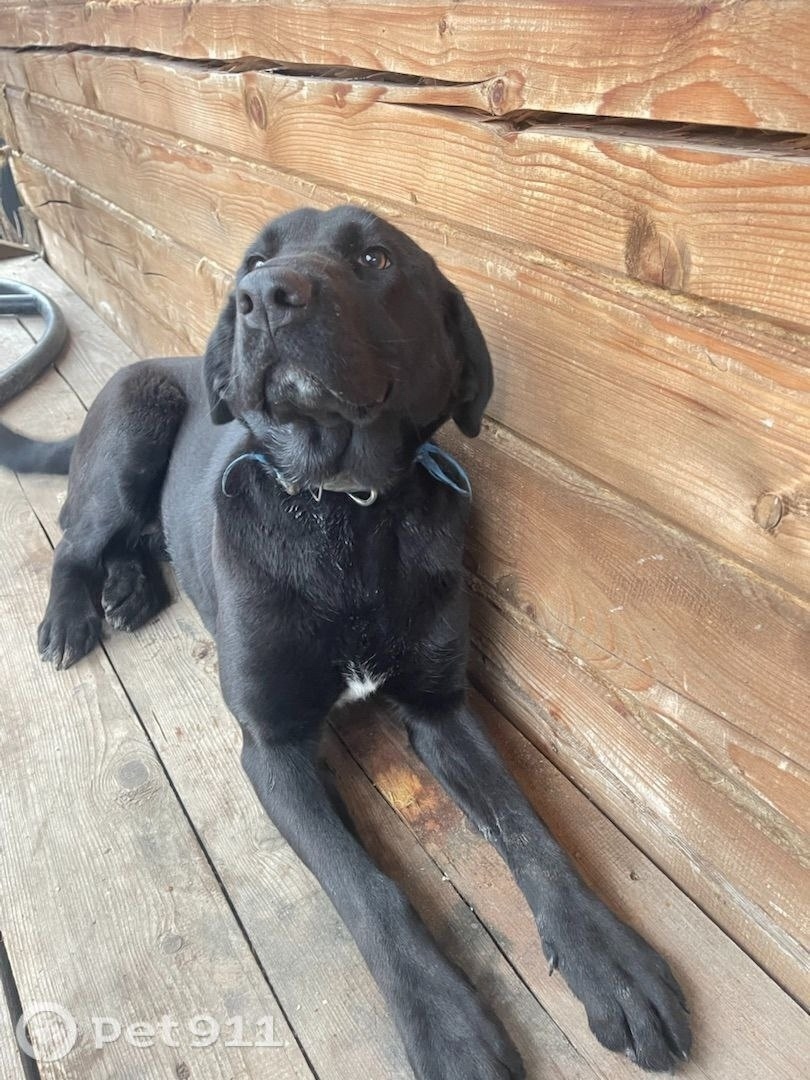 Найдена собака в Серпухове — фото объявления