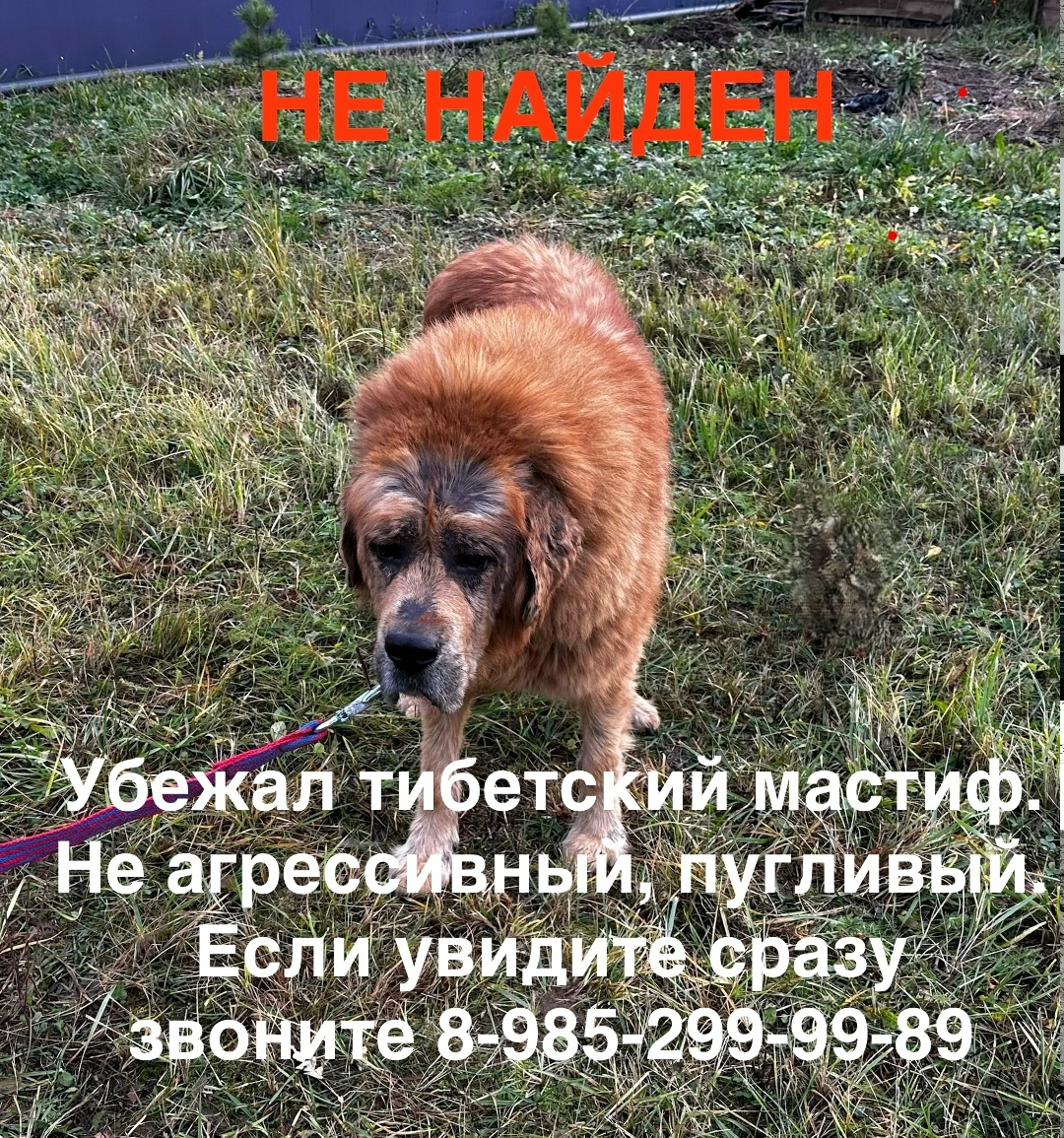 Найдена собака в Серпухове — фото объявления