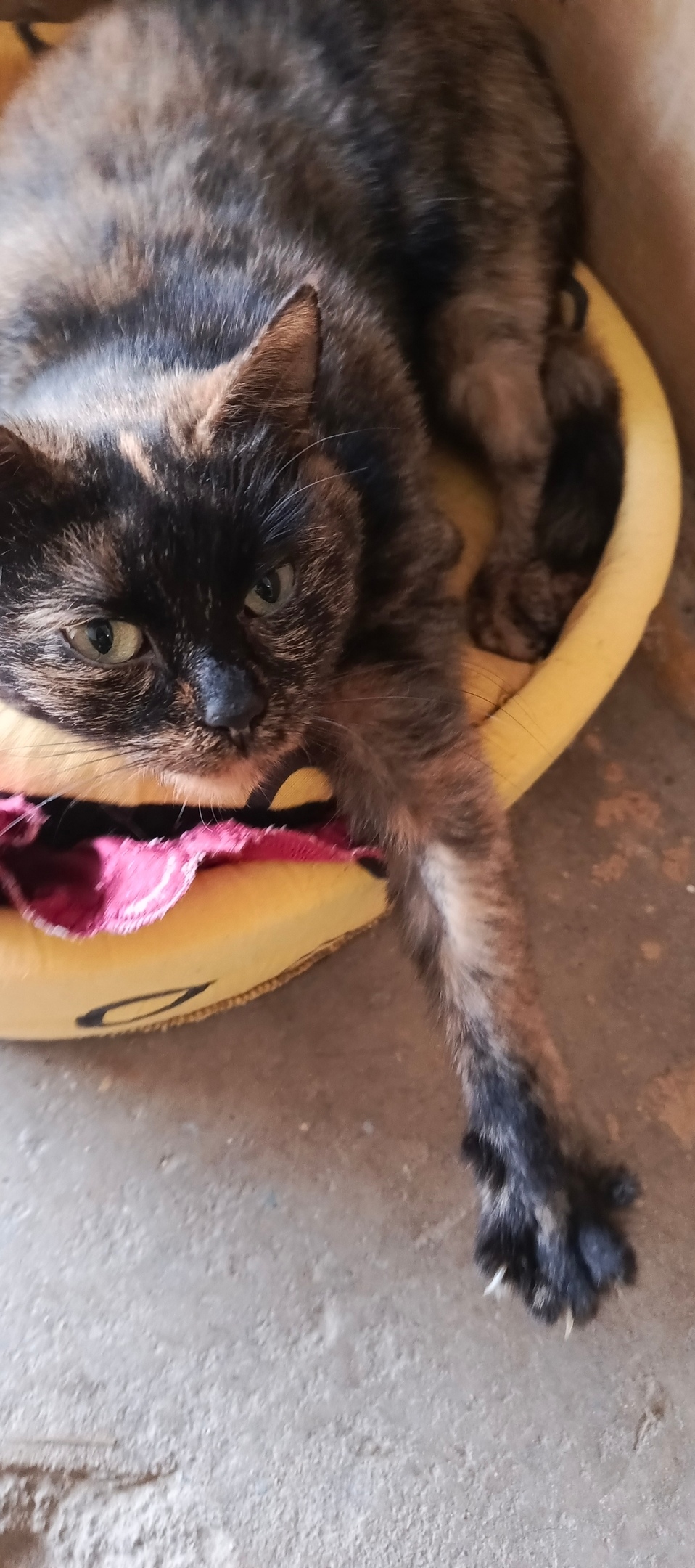 Найдена собака в Серпухове — фото объявления