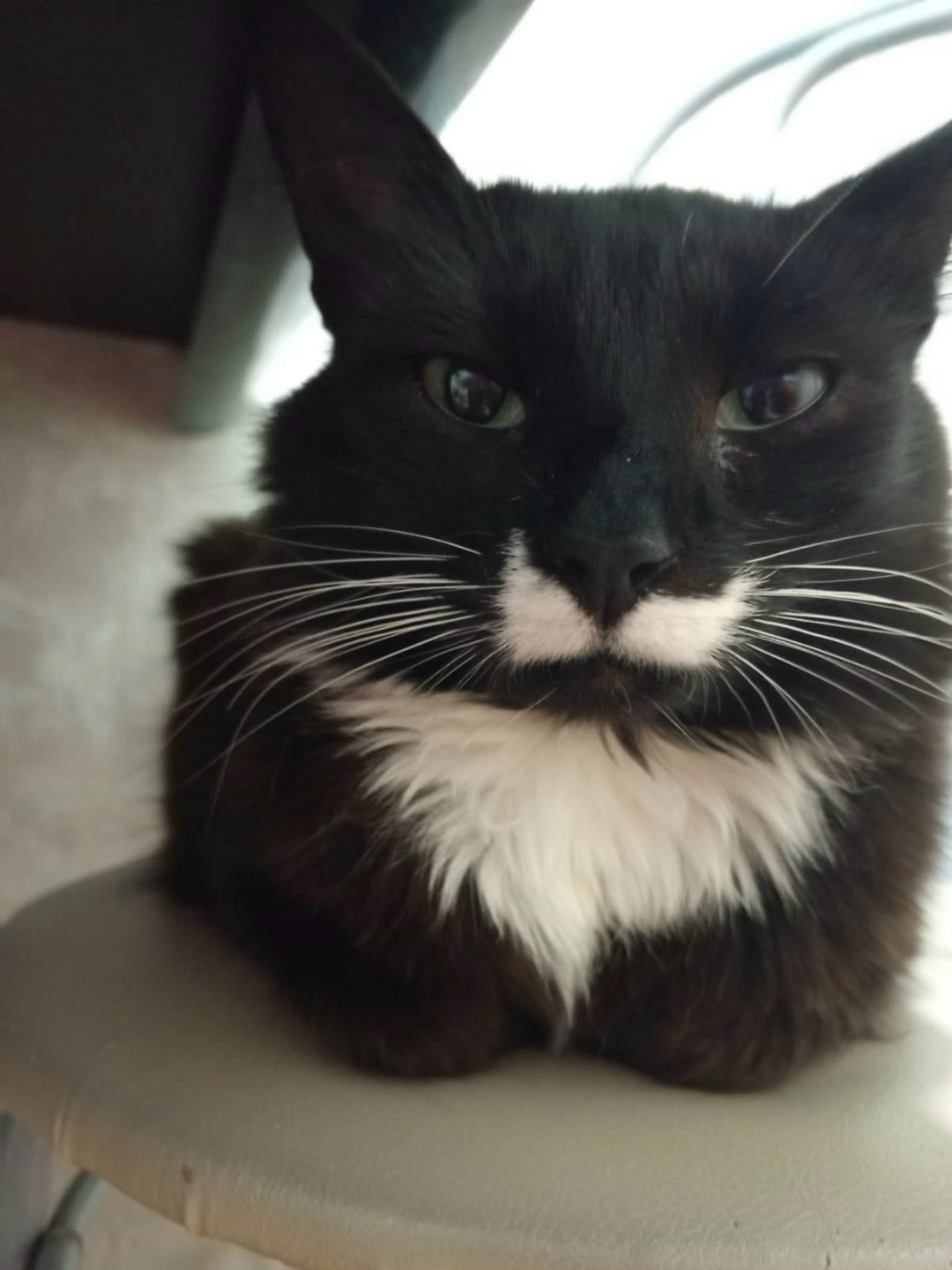 Пропала кошка в Серпухове — фото объявления