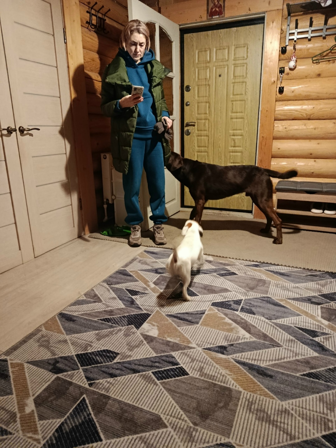 Найдена собака в Серпухове — фото объявления