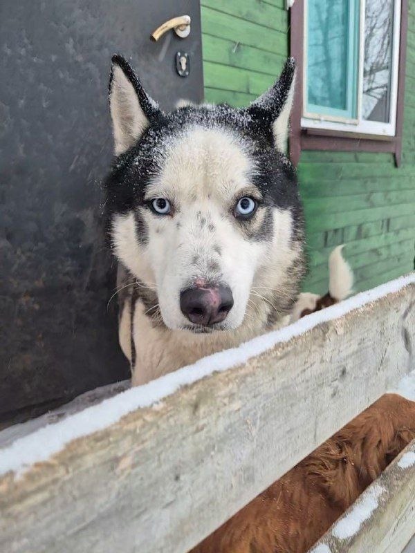 Найдена собака в Серпухове — фото объявления