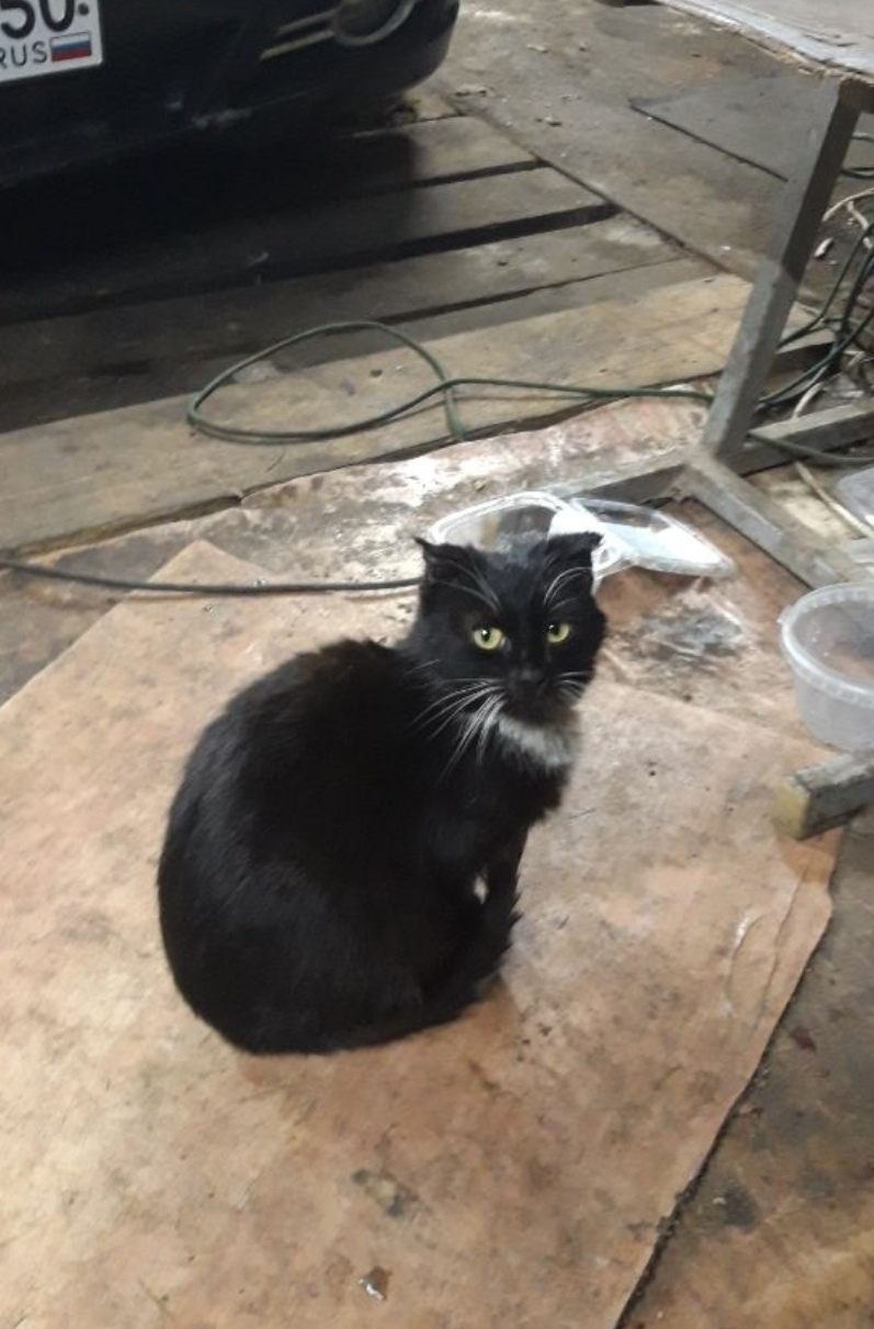 Найдена кошка в Серпухове — фото объявления