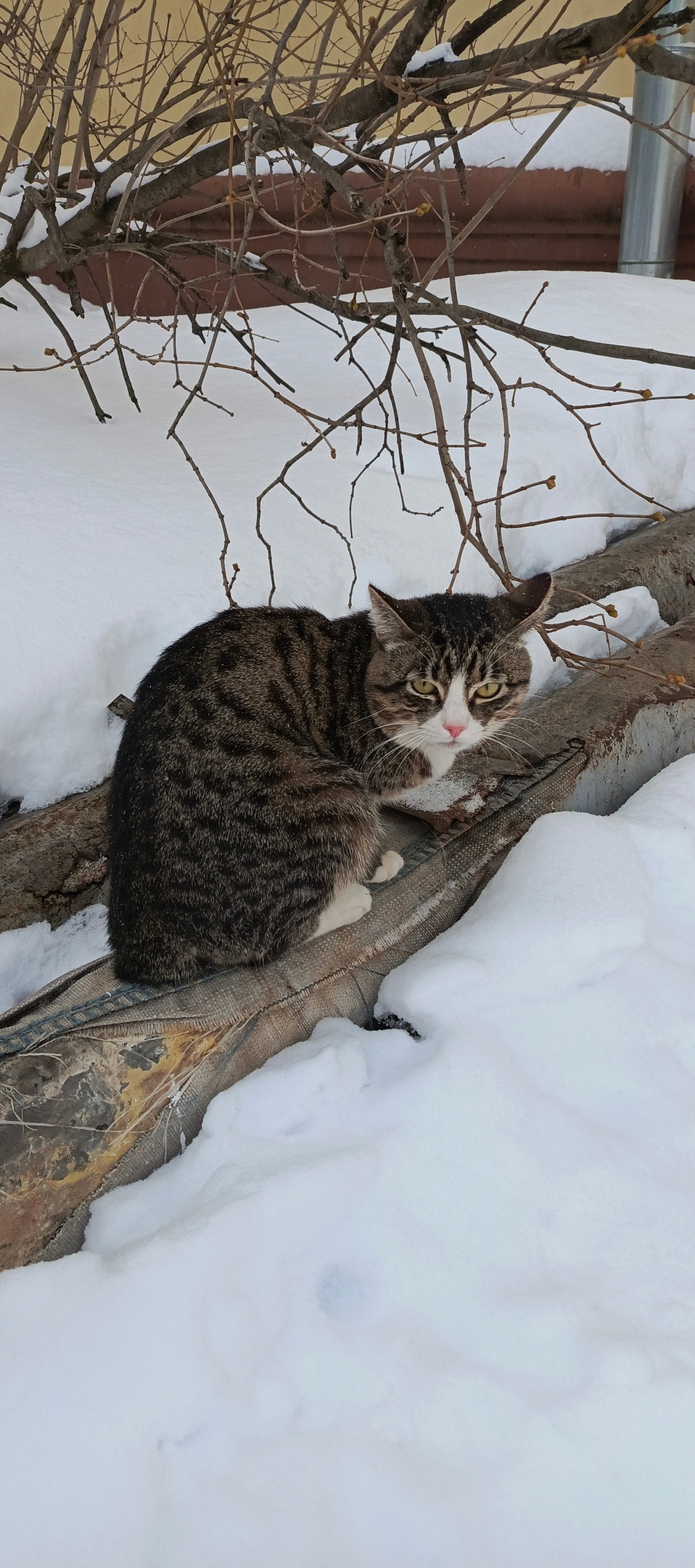 Пропала кошка в Серпухове — фото объявления