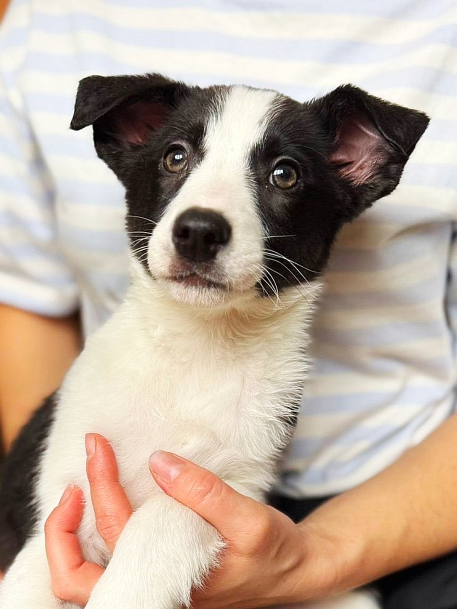 Найдена собака в Серпухове — фото объявления